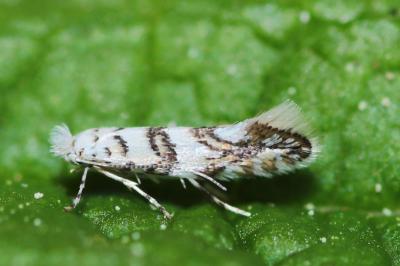 <i>Phyllonorycter acerifoliella</i>
