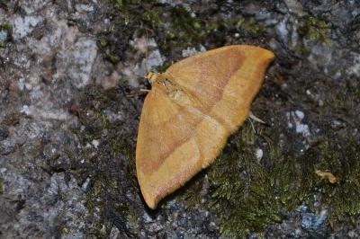 Watsonalla cultraria