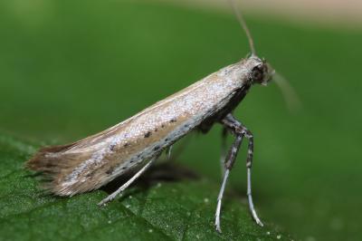 <i>Aspilapteryx tringipennella</i>