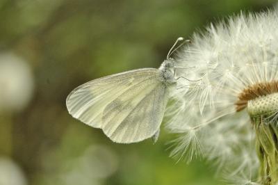 Leptidea sinapis
