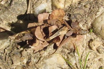 <i>Canephora hirsuta</i>