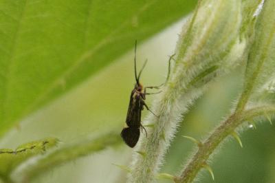 <i>Esperia sulphurella</i>