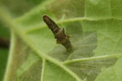 <i>Coleophora ochripennella</i>