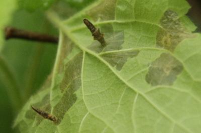 Coleophora ochripennella