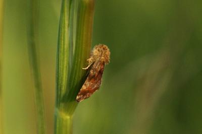 Noctuelle héliaque 