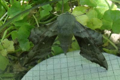 Laothoe populi