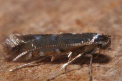 <i>Phyllonorycter lautella</i>