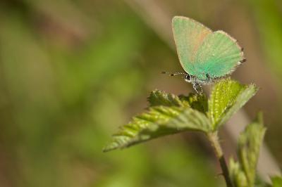 Thécla de la Ronce  (<i>Callophrys rubi</i>)