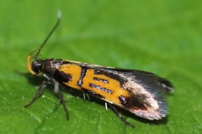 <i>Schiffermuelleria schaefferella</i>