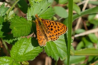 Boloria euphrosyne