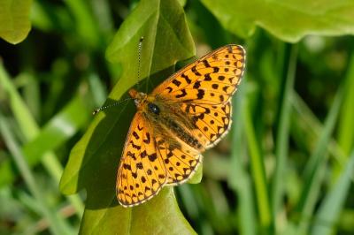 Boloria euphrosyne