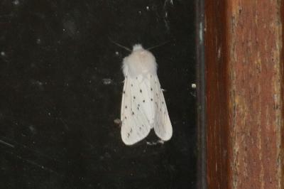 Spilosoma lubricipeda