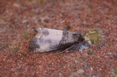 Notocelia cynosbatella