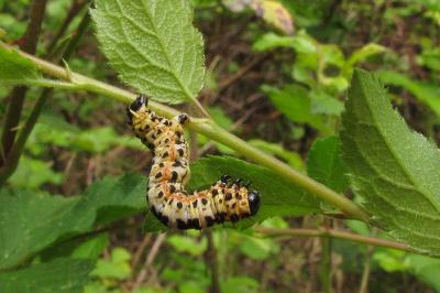 Abraxas grossulariata