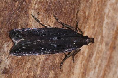 <i>Neofaculta ericetella</i>