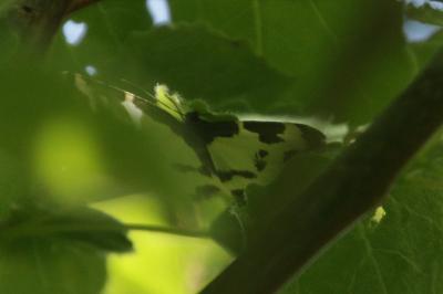 Lomaspilis marginata