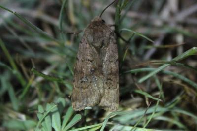 Agrotis cinerea