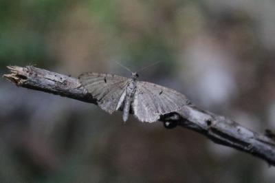 Eupithécie embrouillée 