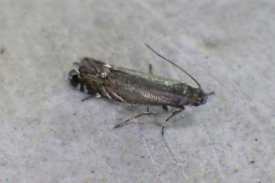 Glyphipterix simpliciella