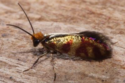 <i>Micropterix tunbergella</i>