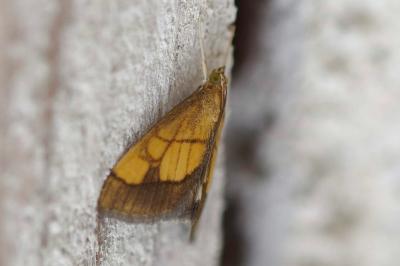 Evergestis limbata