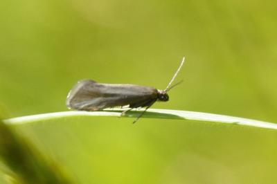 <i>Glyphipterix fuscoviridella</i>