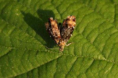 <i>Prochoreutis sehestediana</i>