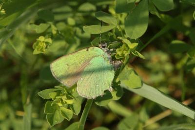 Callophrys rubi