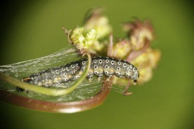 <i>Depressaria daucella</i>