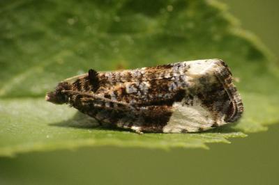 Hedya pruniana