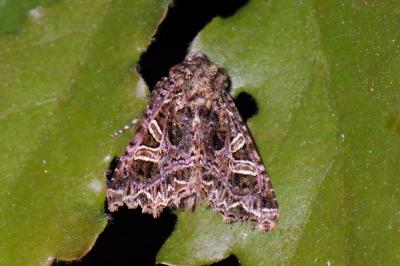 Noctuelle du Cucubale  (<i>Sideridis rivularis</i>)