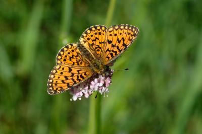 Boloria selene