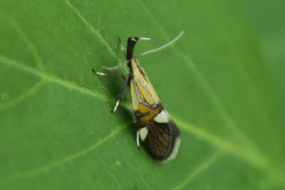 <i>Alabonia geoffrella</i>