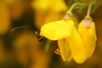 <i>Adela australis</i>