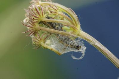 Depressaria daucella