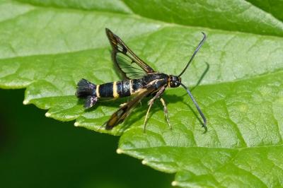 Synanthedon tipuliformis