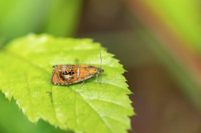 <i>Olethreutes arcuella</i>