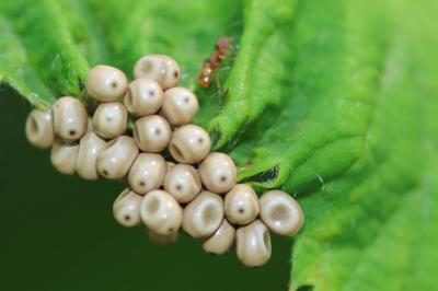 Bombyx de la Ronce  (<i>Macrothylacia rubi</i>)