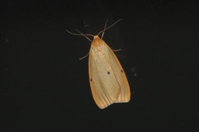 Eborine  (<i>Cybosia mesomella</i>)