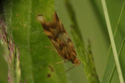 Mirificarma flavella