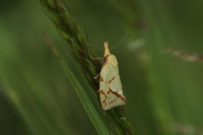 <i>Agapeta hamana</i>