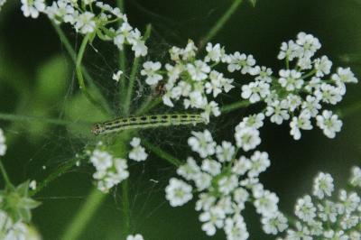 <i>Depressaria chaerophylli</i>