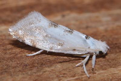 <i>Niphonympha dealbatella</i>