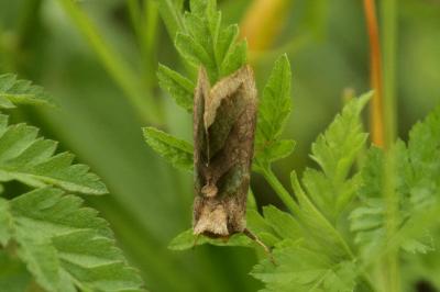 Diachrysia chrysitis