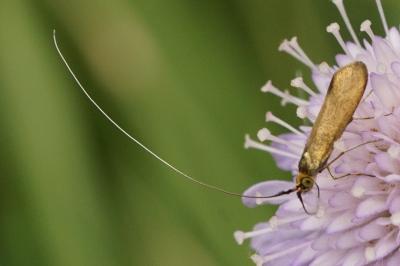 <i>Nemophora metallica</i>