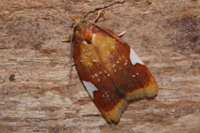 Acleris holmiana