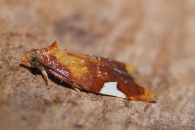 <i>Acleris holmiana</i>