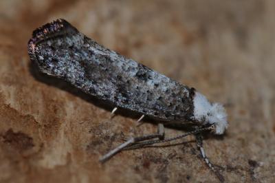 <i>Paraswammerdamia albicapitella</i>