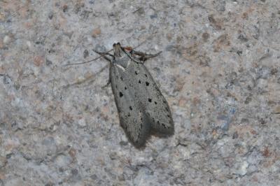 <i>Athrips mouffetella</i>