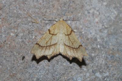 Ennomos quercinaria